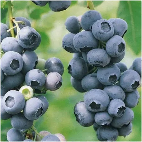 Лохина Блюкроп (саджанець, трирічний)