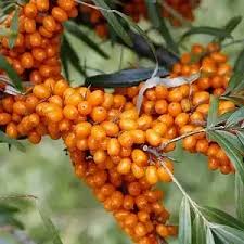 Саджанці обліпихи Лебідь+Либідь(пара)