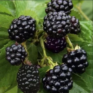 Ожина Адріана (саджанець, дворічний)