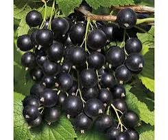 Саджанці смородини Бен Біг