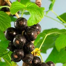 Саджанці смородини Бона