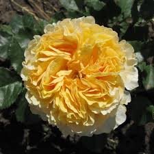 Саджанці англійських піоноподібних троянд Беатріс