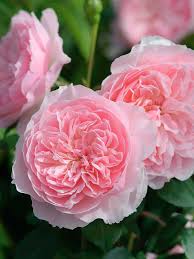 Саджанці англійських піоноподібних троянд Візлі