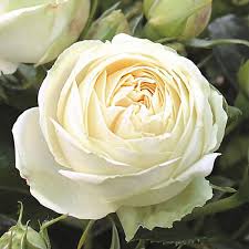 Саджанці англійських піоноподібних троянд Веддінг Піано