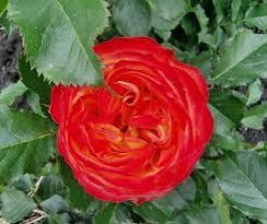 Саджанці англійських піоноподібних троянд Вулканіка