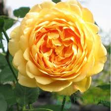 Саджанці англійських піоноподібних троянд Голден Селебрейшн