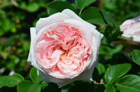 Саджанці англійських піоноподібних троянд Клерк Роуз