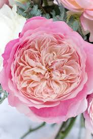 Саджанці англійських піоноподібних троянд Констанс