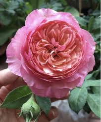 Саджанці англійських піоноподібних троянд Констанція