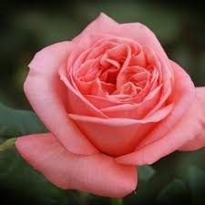 Саджанці англійських піоноподібних троянд Лондон Ай