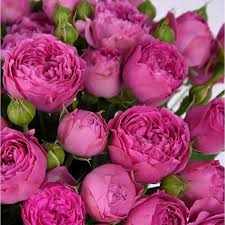 Саджанці англійських піоноподібних троянд Місті Баблс