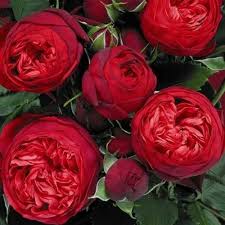 Саджанці англійських піоноподібних троянд Піано