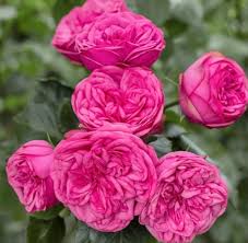 Саджанці англійських піоноподібних троянд Пінк Піано