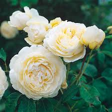 Саджанці англійських піоноподібних троянд Пейшенс