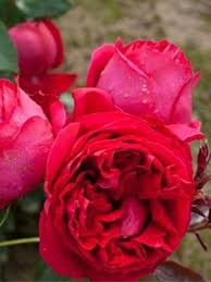 Саджанці англійських піоноподібних троянд Ред Еден Роуз