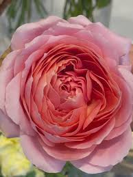 Саджанці англійських піоноподібних троянд Романтик Антик