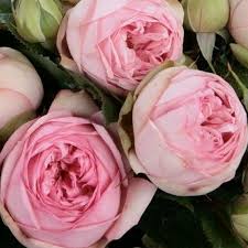 Саджанці англійських піоноподібних троянд Хепі Піано