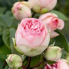 Саджанці англійських піоноподібних троянд Чармінг Піано