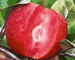 Яблуня Байя Маріса (саджанець, дворічний )