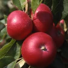 Яблуня Діскавері (саджанець, дворічний)