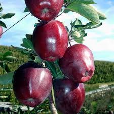 Яблуня Джеремі (саджанець, дворічний)