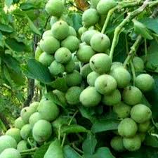 Саджанці грецького горіха Буковинський 1 - дворічний