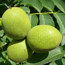 Саджанці грецького горіха Астахівський - дворічний