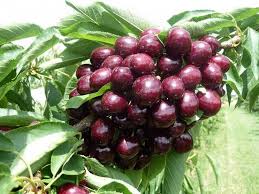 Черешня Мелітопольська (саджанець, дворічний)