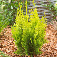 Кипарисовик