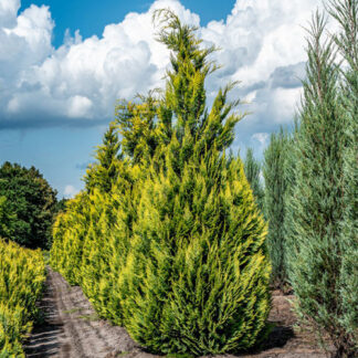Кіпарисовик Алюміголд  / ЗКС