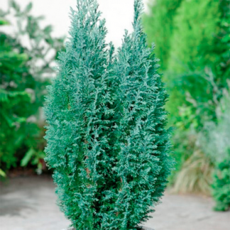 Кіпарисовик Елвуді / ЗКС