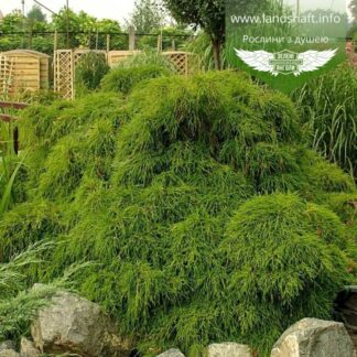 Кіпарисовик горохоплідний Філіфера Нана / ЗКС