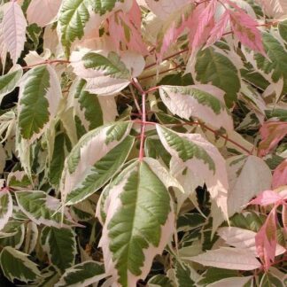 Клен Фламінго