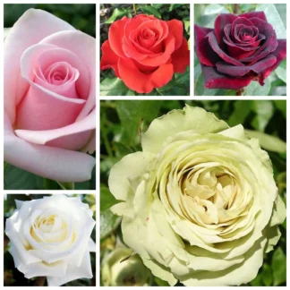 Комплекти саджанців