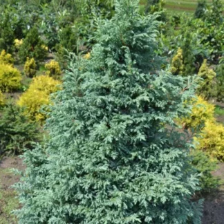 Кипарисовик горохоплідний Болевард / ЗКС