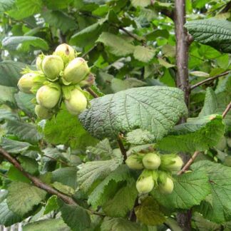 Саджанці ліщини / трирічний