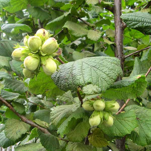Саджанці ліщини / дворічний