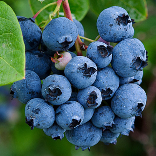 Лохина Блюджей (саджанець, трирічний)