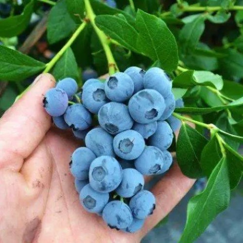 Лохина Блюголд (саджанець, трирічний)