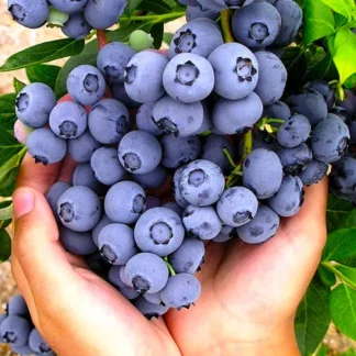 Лохина Бонус (саджанець, трирічний)