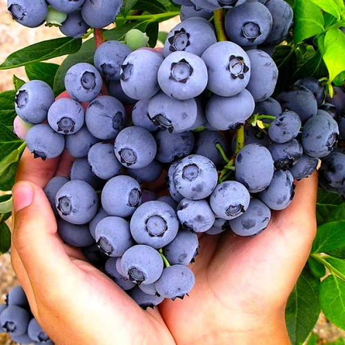 Лохина Бонус (саджанець,дворічний)