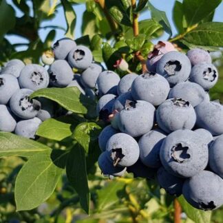 Лохина Дюк (саджанець, дворічний)