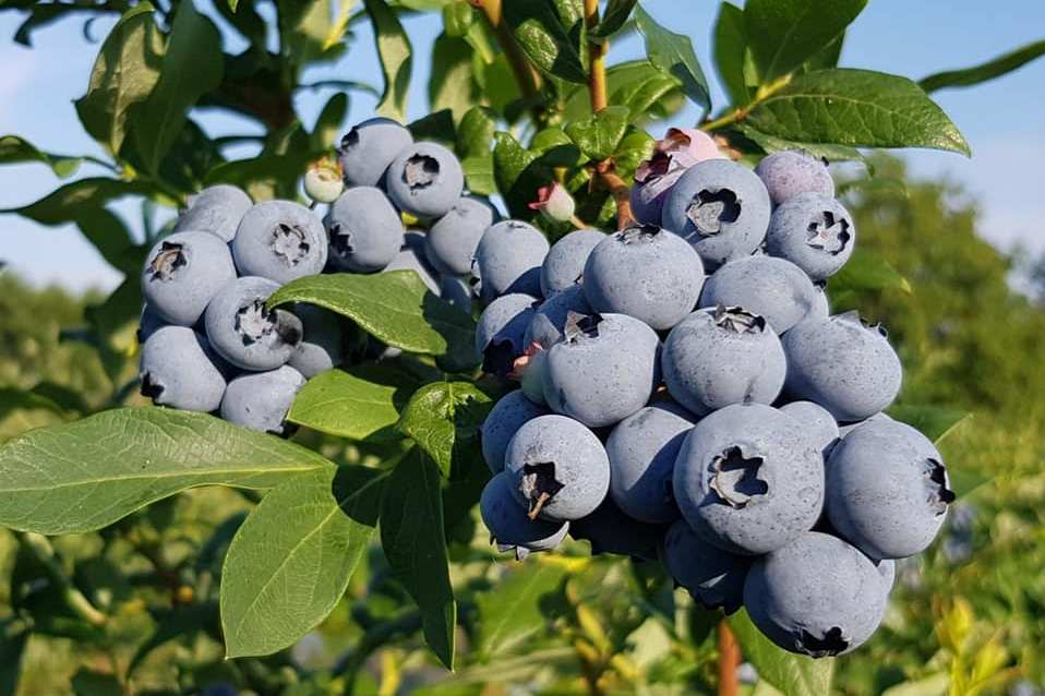 Лохина Дюк (саджанець, дворічний)