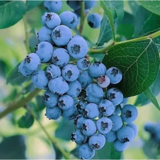 Лохина Елізабет (саджанець, трирічний)