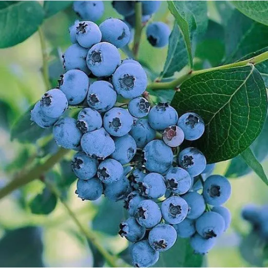 Лохина Елізабет (саджанець, трирічний)