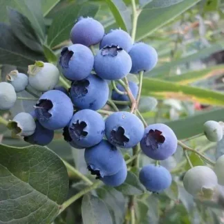 Лохина Річка (саджанець, трирічний)