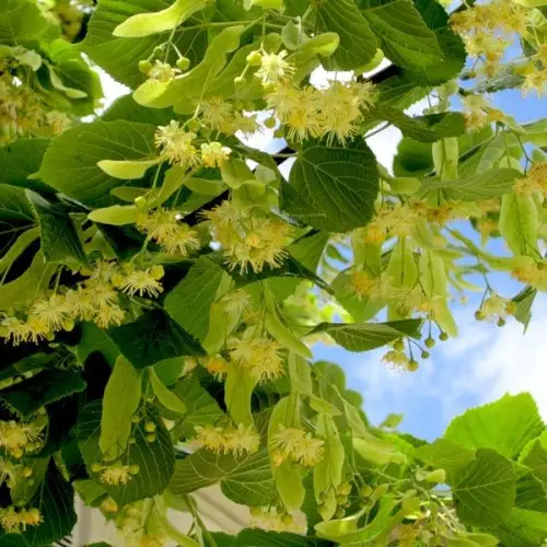 Липа Звичайна (Набір 10штк. 50 см)