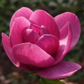 Магнолія Афродита | P9