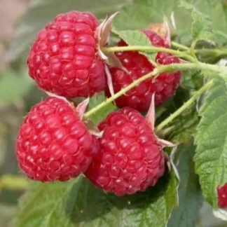 Малина Брусилівський Стандарт (саджанці, дворічні)