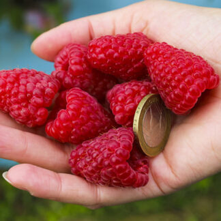 Малина Геракл (саджанці, дворічні)